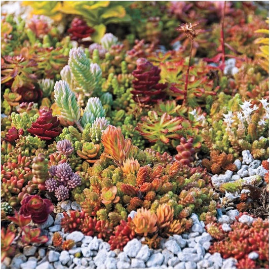 PREMIER SEEDS DIRECT SEDUM MIXED SPECIES APPROX 100 SEEDS